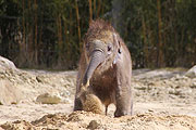 Elefantenbaby Jamuna Toni (3 Monate) hat viel Spaß draussen im Sandkasten (Foto. MartiN Schmitz)
